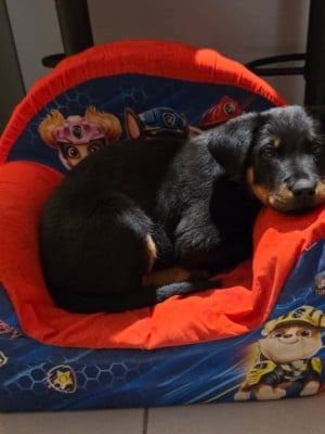 Les chiots de Berger de Beauce