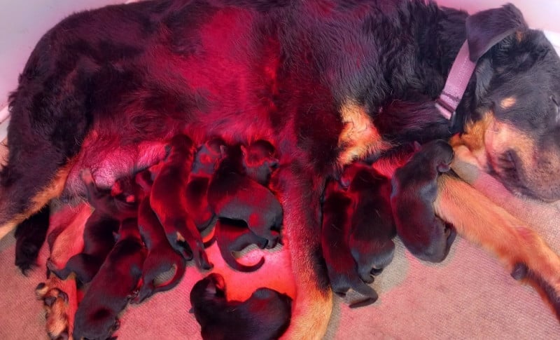 Berger de Beauce - des Mille Pas de Loup