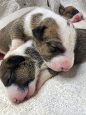 Les chiots de Bull Terrier