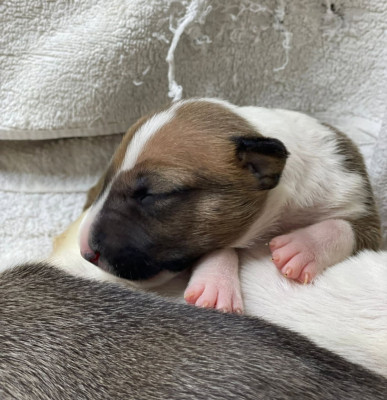 Les chiots de Bull Terrier