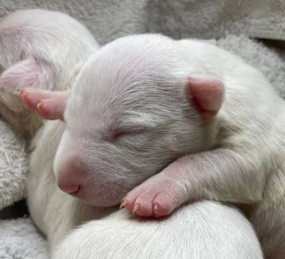 Les chiots de Bull Terrier