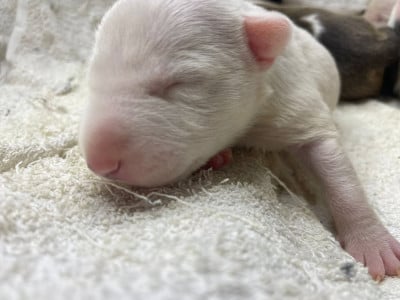 Les chiots de Bull Terrier
