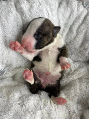 Les chiots de Bull Terrier