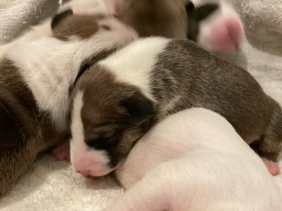 Les chiots de Bull Terrier
