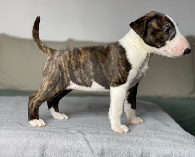 Les chiots de Bull Terrier