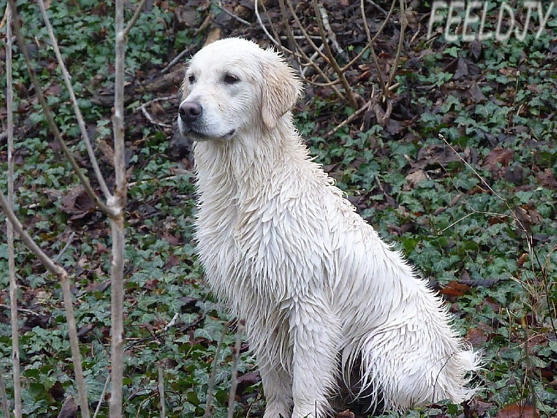 Publication : Feeldjy