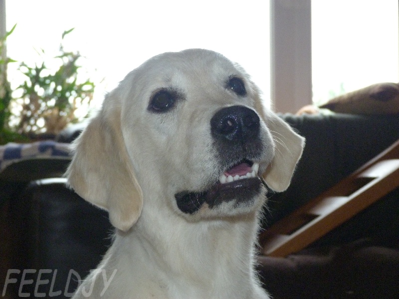 Publication : Feeldjy