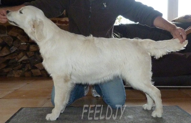 Publication : Feeldjy