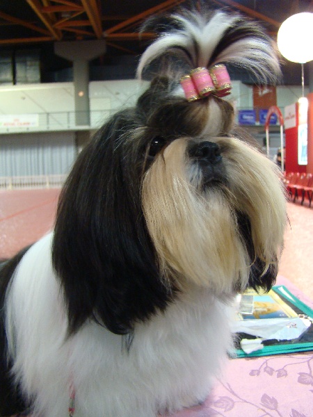 Publication : Of Majestyc Tibetain's