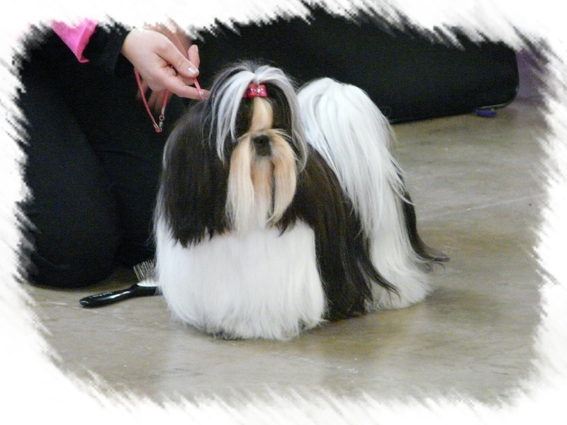 Publication : Of Majestyc Tibetain's