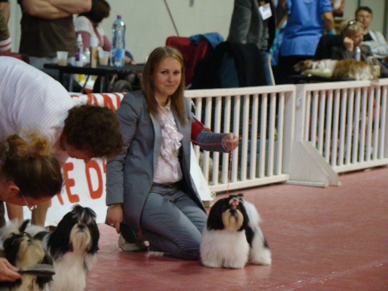 Félicie du jam's bob - très prometteur Meilleur Puppy