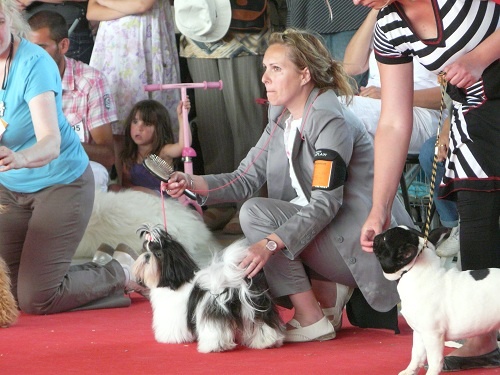 Félicie du jam's bob - très prometteur ,meilleur puppy ,2ème sur le ring d'honneur sur les 9 groupes