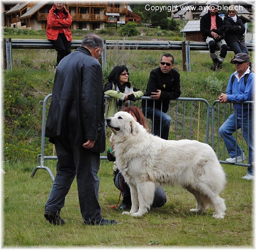 Publication : Della Via Delle Gallie Auteur : Katia Morgante