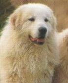 Publication : De Gabizos Auteur : Laura Tomiati