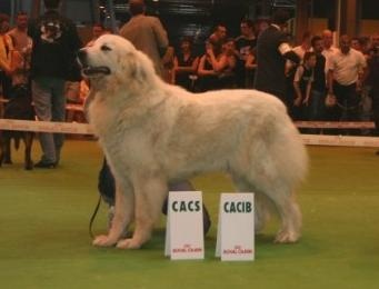 CH. Edelweiss blue Della Via Delle Gallie - 1° ECC CAC CACIB BOS (Classe Ouverte Femelle)
