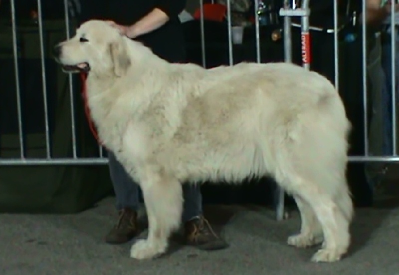 CH. Edelweiss blue Della Via Delle Gallie - 1° ECC CAC CACIB BOS (Classe Ouverte Femelle)