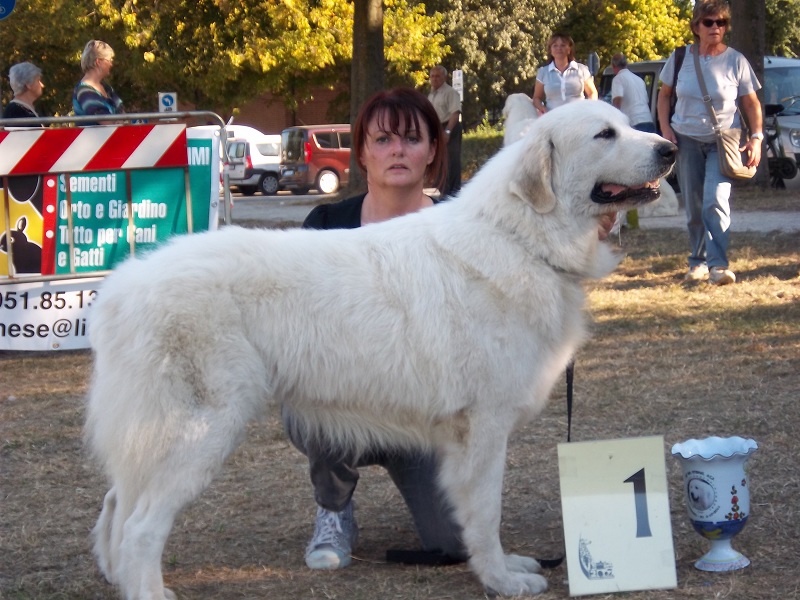 CH. Edelweiss blue Della Via Delle Gallie - 1° ECC (Classe Champion Femelle)