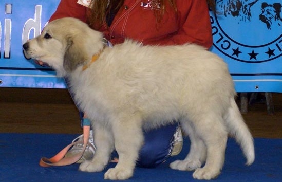 CH. Edelweiss blue Della Via Delle Gallie - 1° MP (Classe Puppy Femmine)