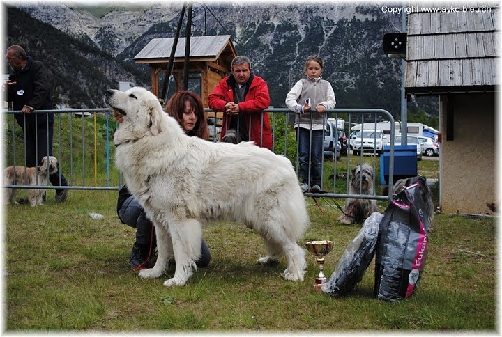 CH. Edelweiss blue Della Via Delle Gallie - 1° ECC + (Classe Champion Femelle) BOS
