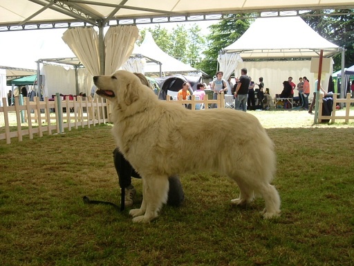 CH. Edelweiss blue Della Via Delle Gallie - 1° ECC CAC CACIB BOB (Classe Ouverte Femelle)