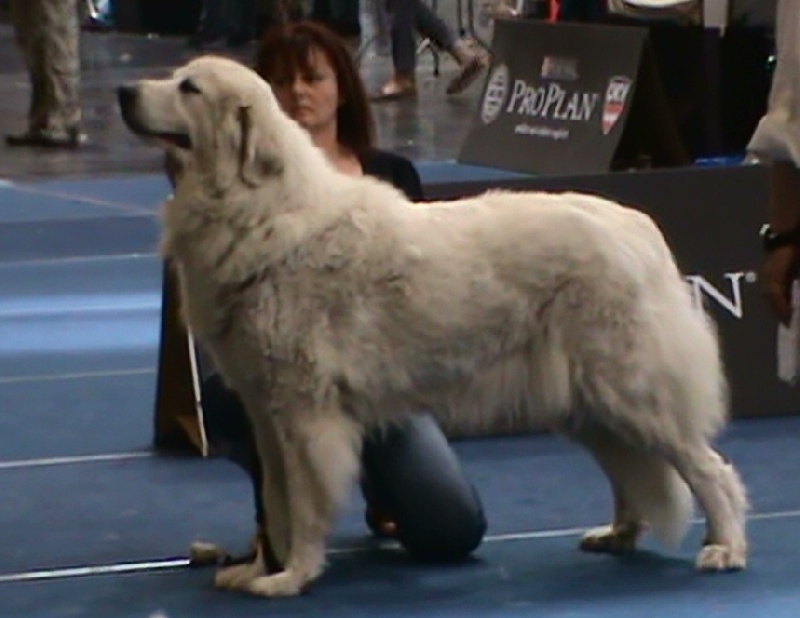 CH. Edelweiss blue Della Via Delle Gallie - 1° ECC CACA CACIB BOB (Classe Champion Femelle)