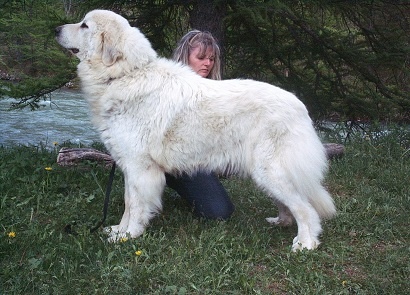 CH. Edelweiss blue Della Via Delle Gallie - 1° ECC + (Classe Champion Femelle)