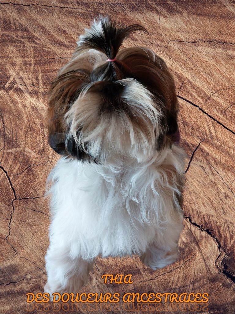 THIA DES DOUCEURS ANCESTRALES