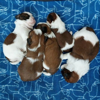 Les chiots de Shih Tzu