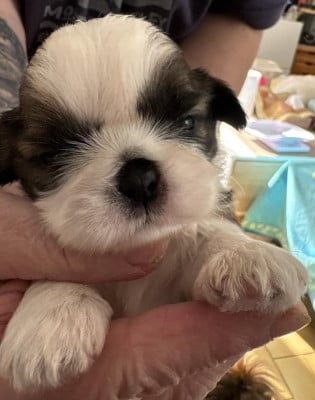 Les chiots de Shih Tzu