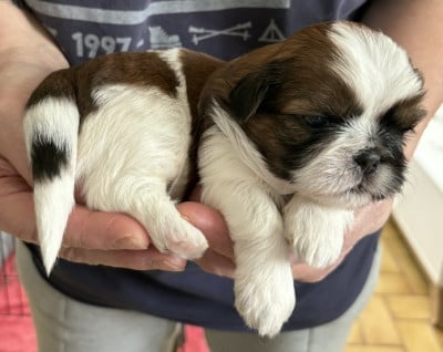 Les chiots de Shih Tzu
