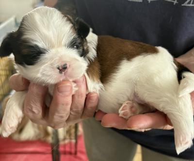 Les chiots de Shih Tzu