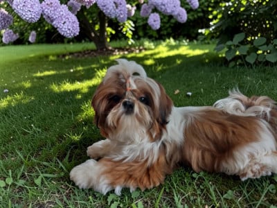 Les chiots de Shih Tzu
