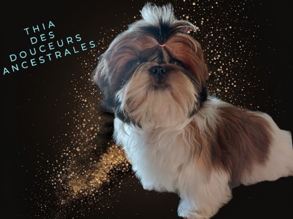 THIA DES DOUCEURS ANCESTRALES