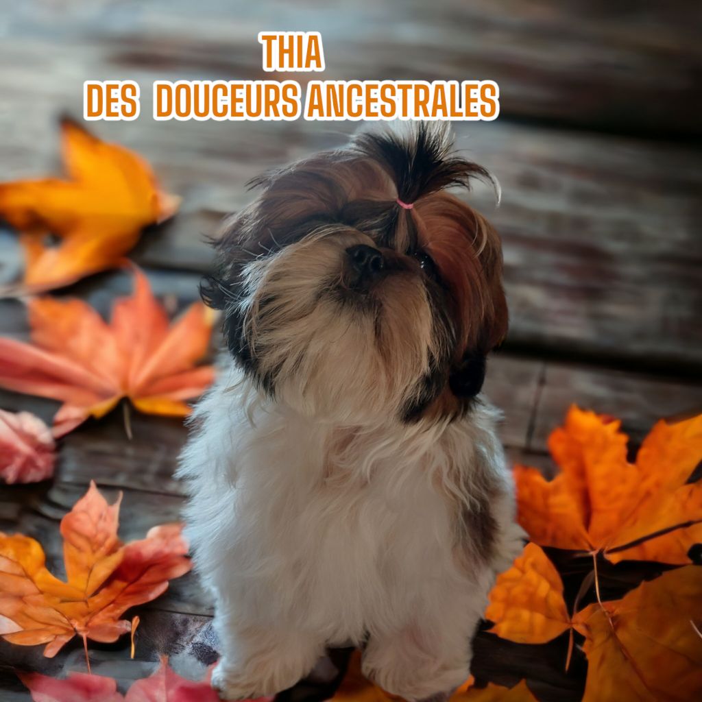 THIA DES DOUCEURS ANCESTRALES