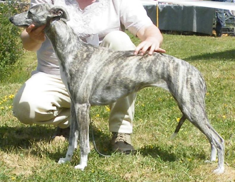 Fiat lux de l'orlyne de Standerling - BOB JEUNE, RBEST IN SHOW JEUNE