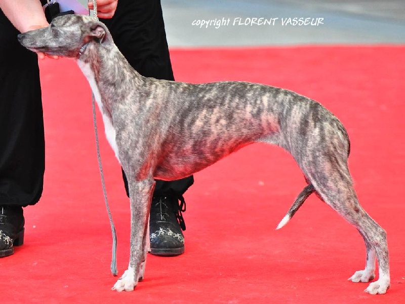 Fiat lux de l'orlyne de Standerling - 1ER EXCELLENTCJF, JBOB, JBIS3