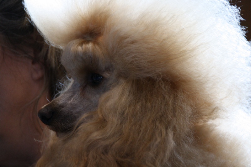 CH. Eden du petit lord