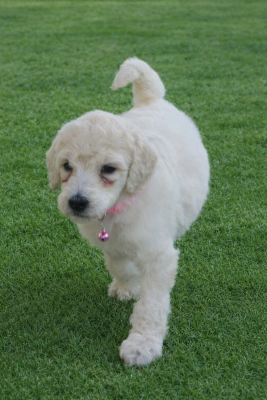 Les chiots de Caniche