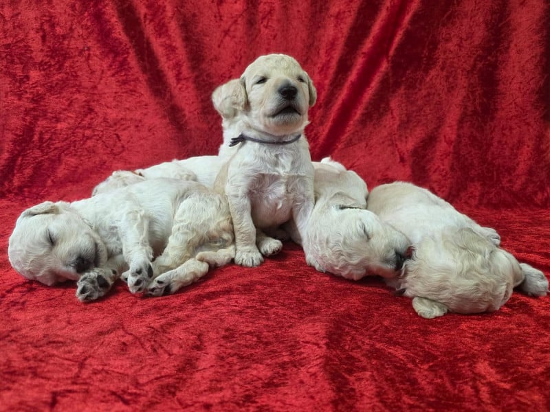 Caniche - Des Naïades Du Pays Des Cigalous