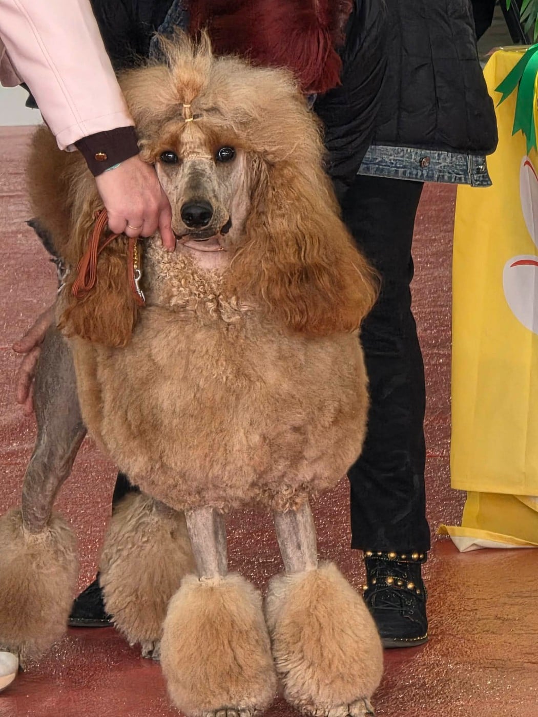 Vitalis Des Naïades Du Pays Des Cigalous - CACS BOB