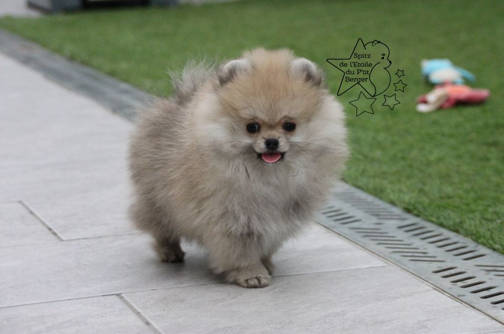 Chiot Spitz Allemand Pom De L Etoile Du P Tit Berger Femelle Disponible En Occitanie 66 Pyrenees Orientales Toutes Les Portees Les Chiots De Race Les Eleveurs Et Chiens De Race Sont Sur