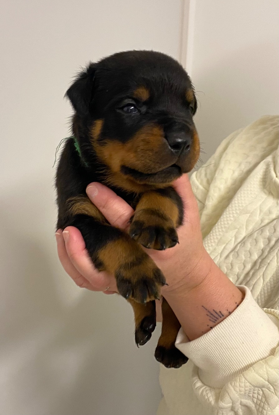 CHIOT - Rottweiler