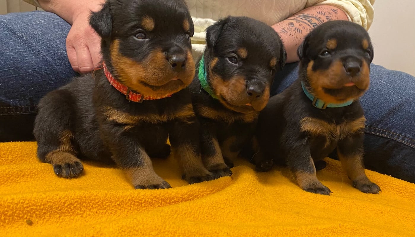 Rottweiler - Vom Hause Matterhorn