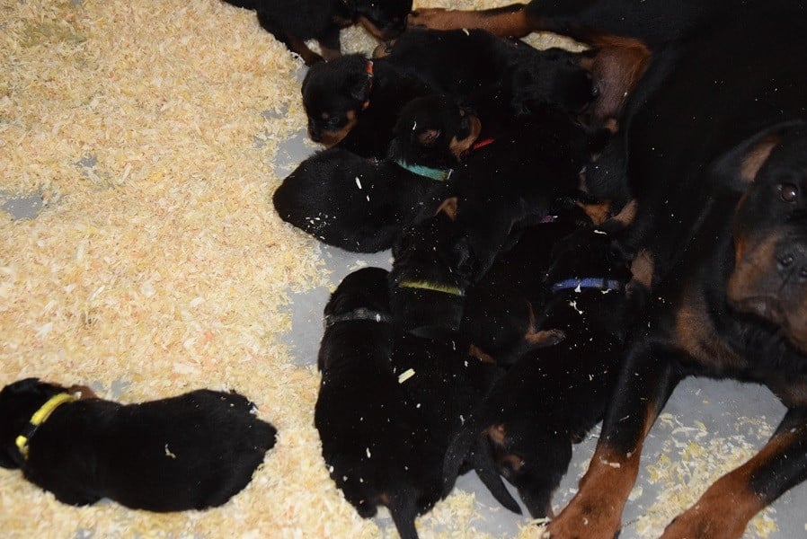 Rottweiler - Vom Hause Matterhorn