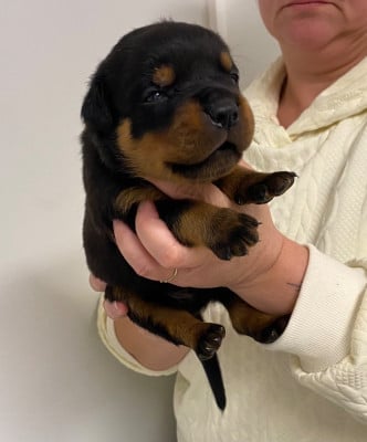 Les chiots de Rottweiler