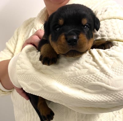 Les chiots de Rottweiler