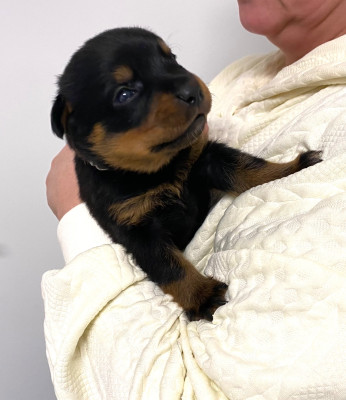 Les chiots de Rottweiler