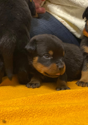 Les chiots de Rottweiler