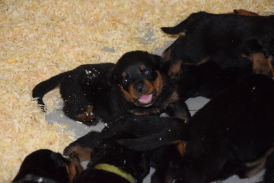 Les chiots de Rottweiler