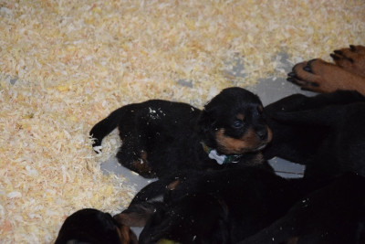 Les chiots de Rottweiler
